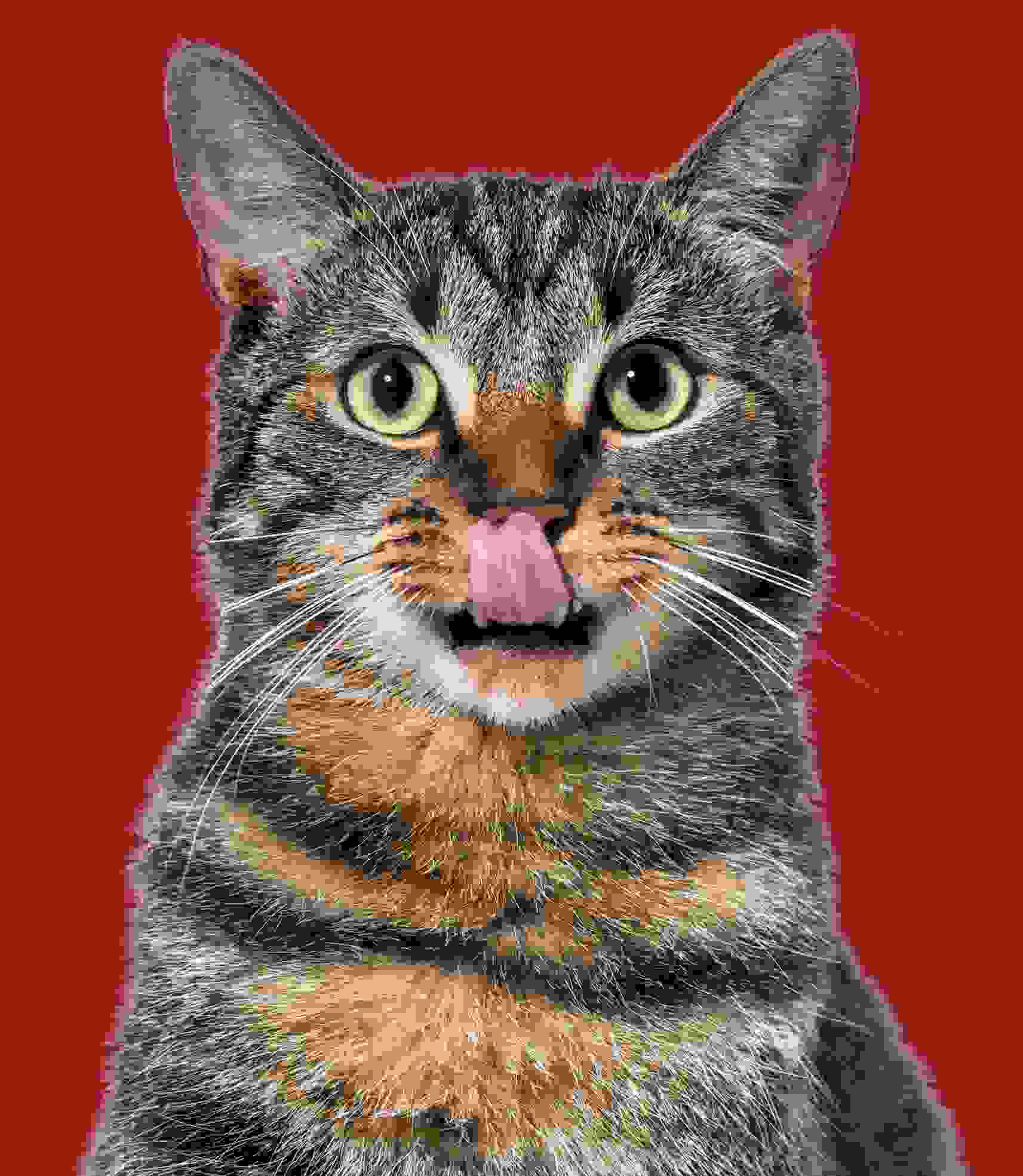 Feline Consultants Fresh Pet Food Consultants